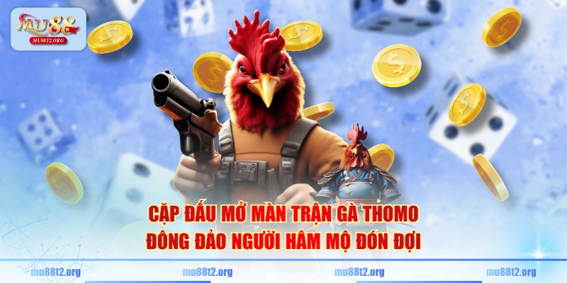 Cặp đấu mở màn trận gà Thomo đông đảo người hâm mộ đón đợi